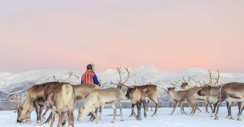 tromso-reindeer-ranch-and-sami-cultural-tour-with-lunch