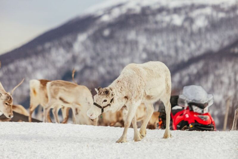 tromso-reindeer-sledding-feeding-with-a-sami-guide