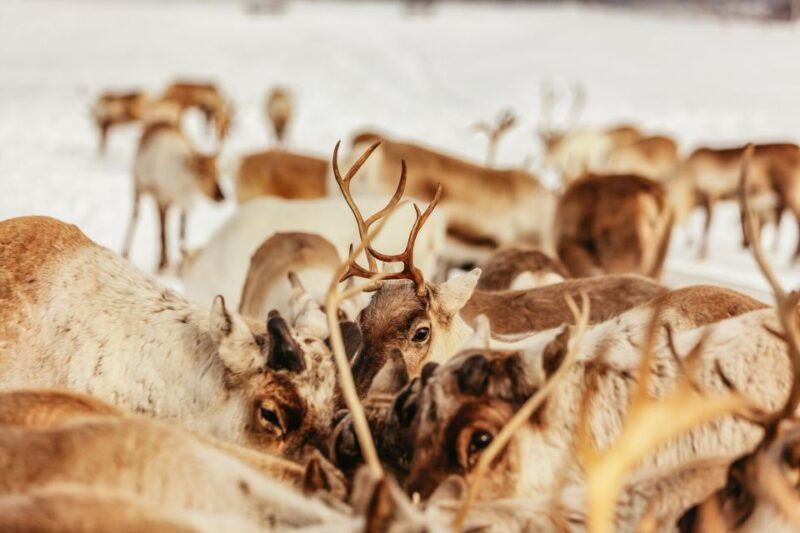 tromso-reindeer-sledding-feeding-with-a-sami-guide