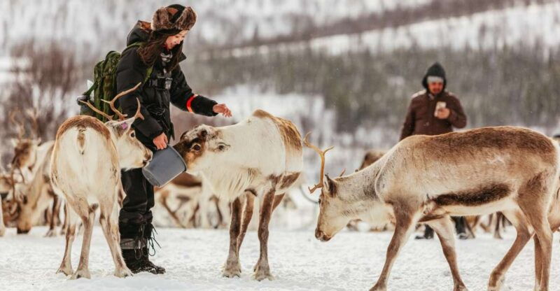 tromso-reindeer-sledding-feeding-with-a-sami-guide