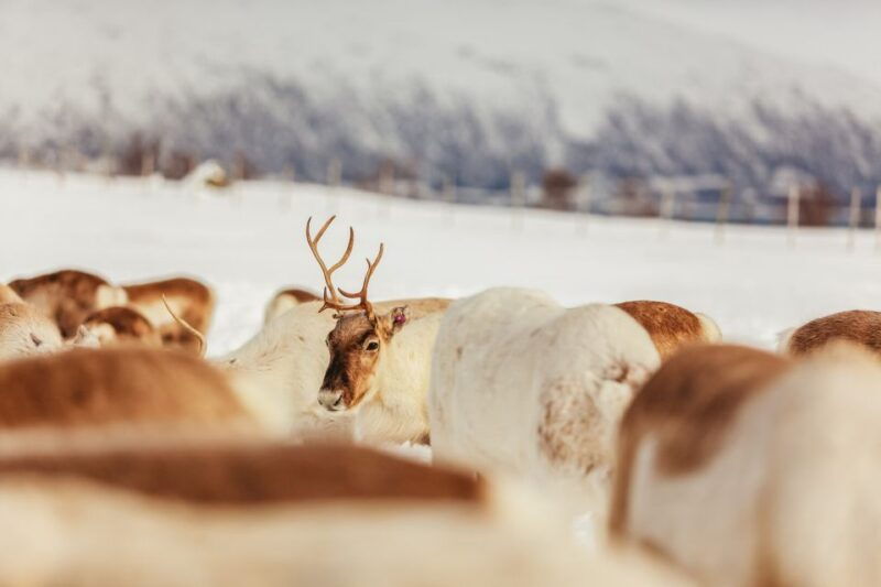 tromso-reindeer-sledding-feeding-with-a-sami-guide