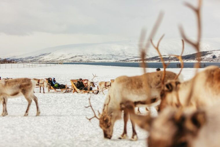 tromso-reindeer-sledding-feeding-with-a-sami-guide