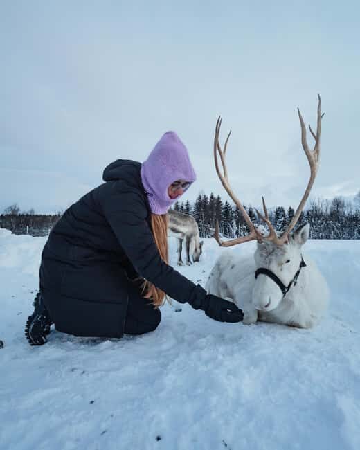 Tromsø: Sami Camp and Reindeer Experience with Lunch - Key Points