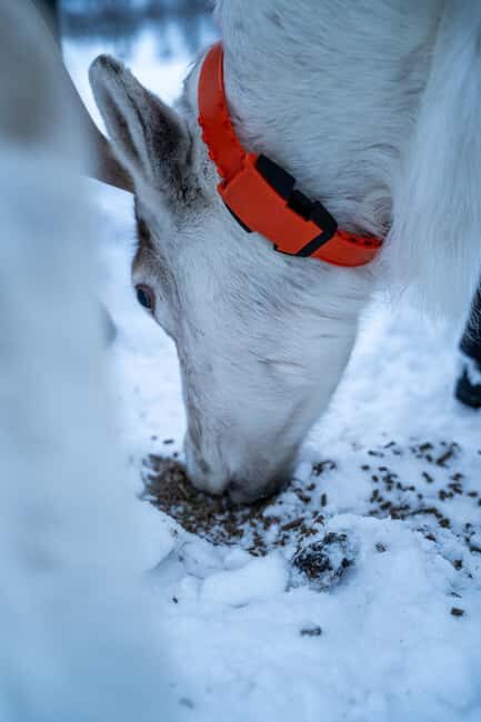Tromsø: Sami Camp and Reindeer Experience with Lunch - A Detailed Look at the Tour