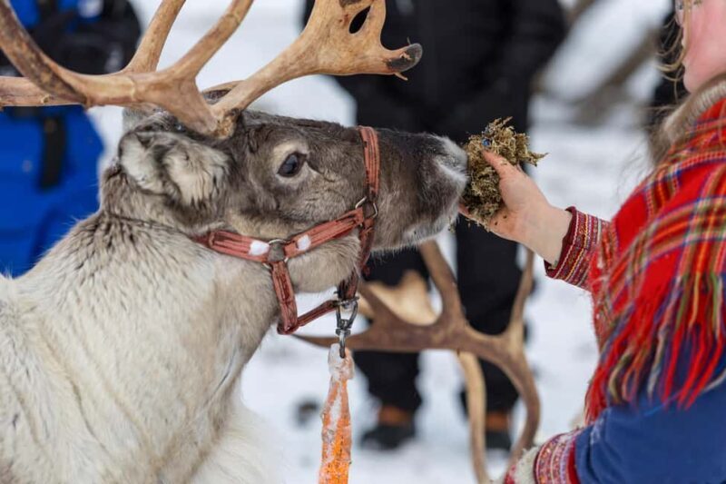 Tromsø: Sami Culture, Northern Lights and Reindeer Feeding - Practical Tips for Your Trip
