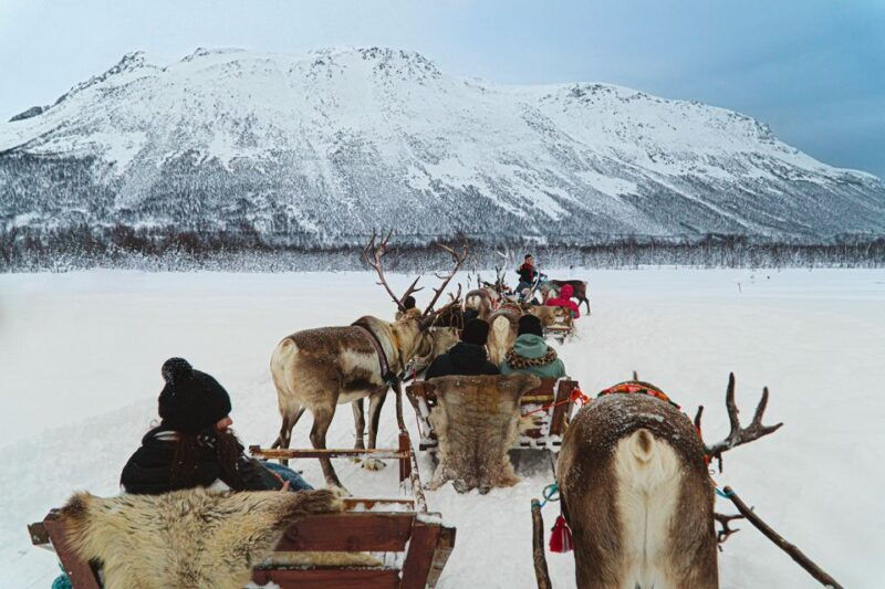 tromso-sami-reindeer-sledding-and-sami-cultural-tour