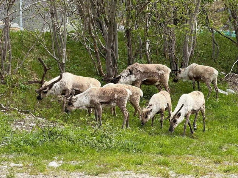 Tromsø: Scenic Fjords & Islands Roadtrip with guide & snacks - Practical Details: What You Need to Know