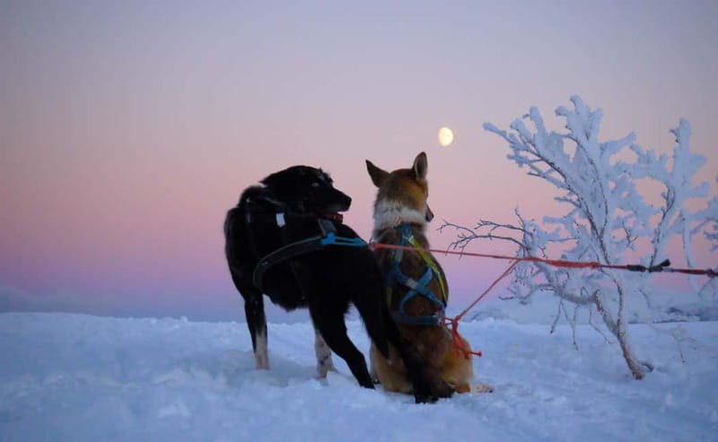 Tromsø: Self-Drive Husky Dog Sledding Adventure - Final Thoughts