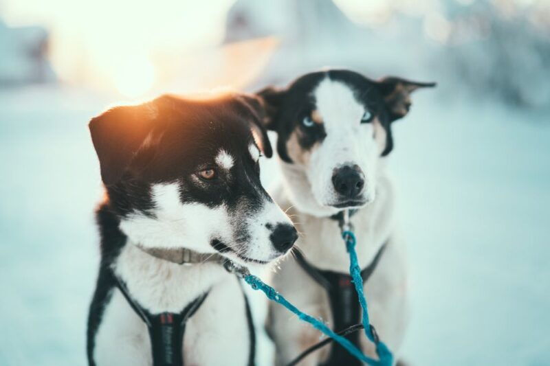 tromso-self-drive-husky-dog-sledding-adventure