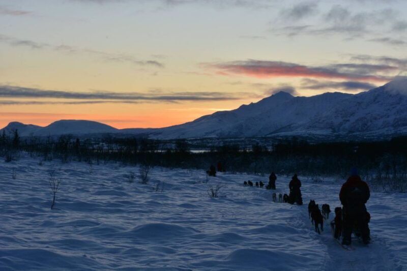 tromso-self-drive-husky-dog-sledding-adventure