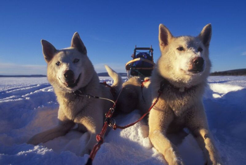 tromso-self-drive-husky-dog-sledding-adventure