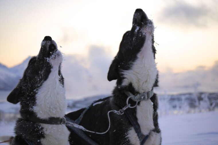 tromso-self-drive-husky-dog-sledding-adventure