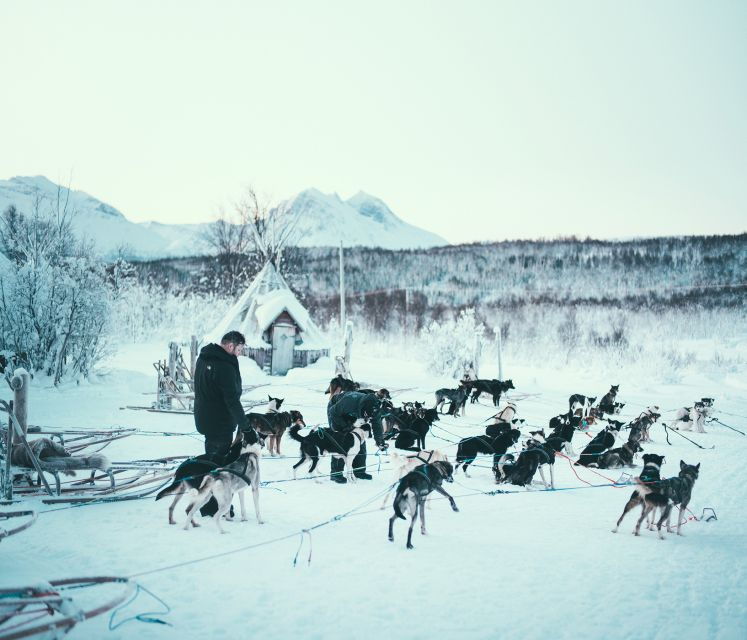 tromso-self-drive-husky-dog-sledding-adventure