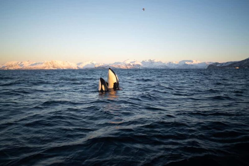 Tromsø: Skjervøy Pilothouse Boat Whale Watching Tour - A Closer Look at the Tour Experience