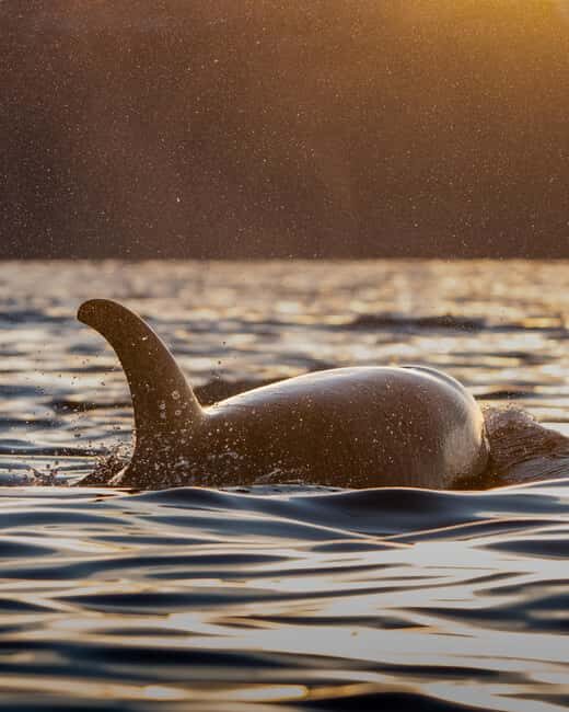 Tromsø: Skjervøy Pilothouse Boat Whale Watching Tour - Who is This Tour Best For?
