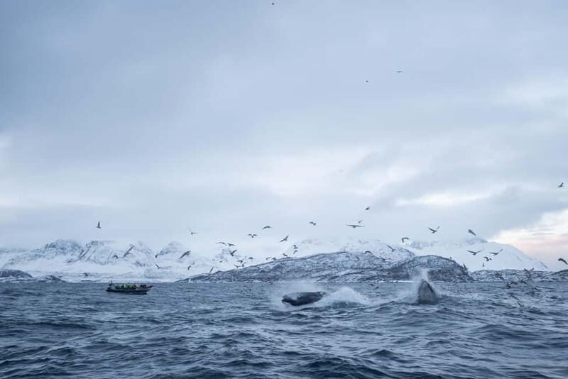 Tromsø: Skjervøy RIB Whale Watching Tour - Practical Tips for the Best Experience