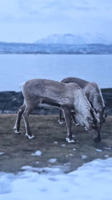 Tromsø: Sommarøy Islands, Kvaløya and Fjords Tour with lunch - Exploring the Itinerary: What You Can Expect