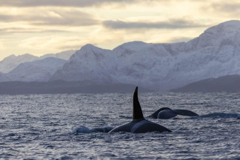tromso-whale-safari-with-ms-gabriele