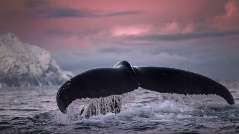 tromso-whale-safari-with-ms-gabriele