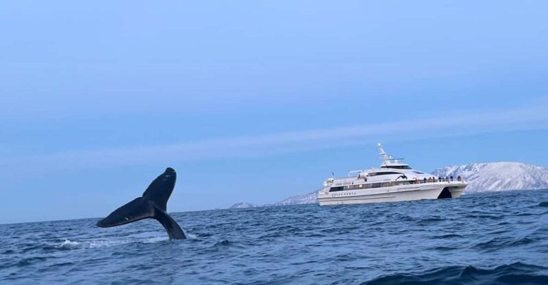 tromso-whale-safari-with-ms-gabriele