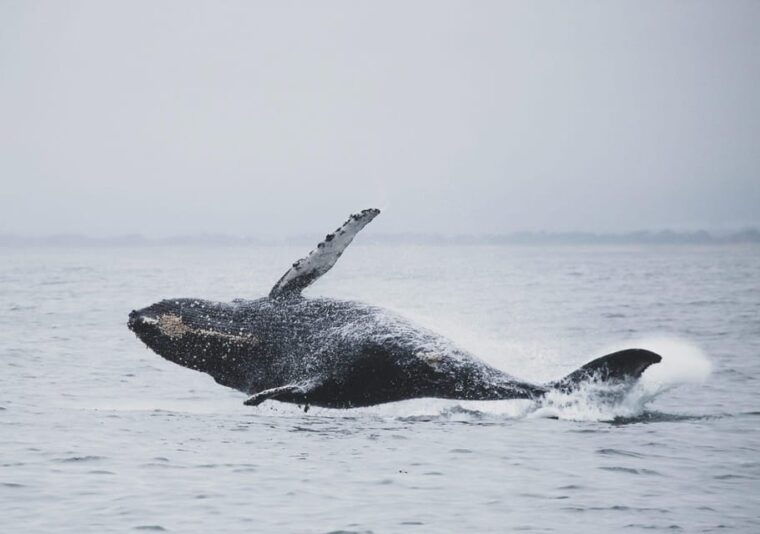 tromso-whale-safari-with-ms-gabriele