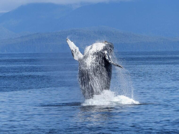 tromso-whale-safari-with-ms-gabriele