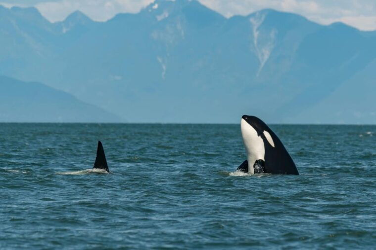 tromso-whale-safari-with-ms-gabriele