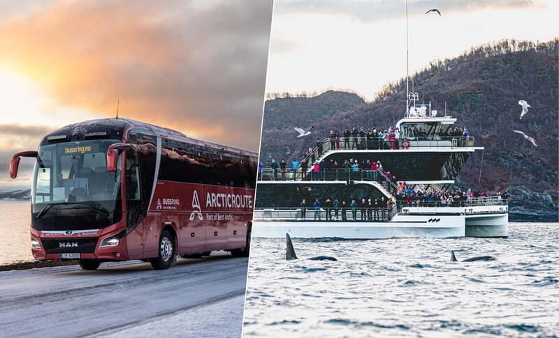 Tromsø: Whale Watching on hybrid boat with scenic bustrip - The Itinerary: How Your Day Unfolds