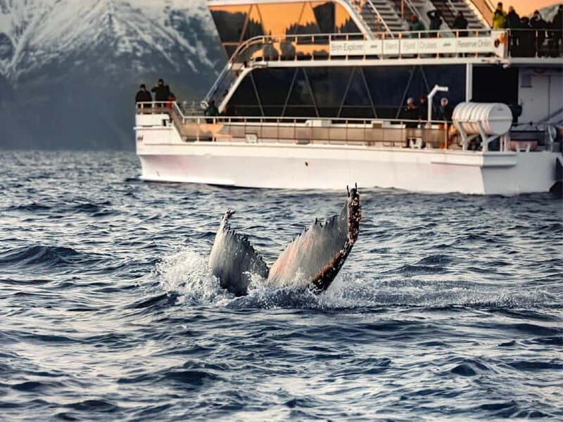 Tromsø: Whale Watching on hybrid boat with scenic bustrip - Who Is This Tour Best For?
