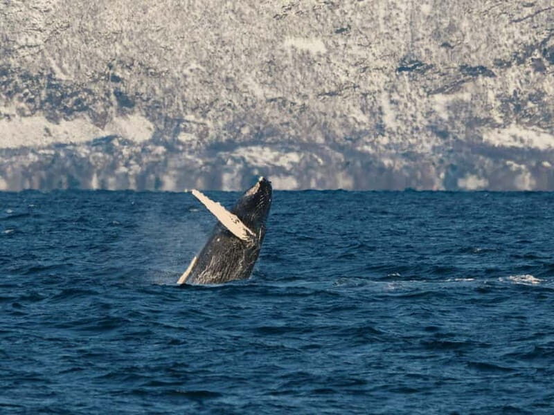 Tromsø: Whale Watching on hybrid boat with scenic bustrip - The Sum Up: Is It Worth It?