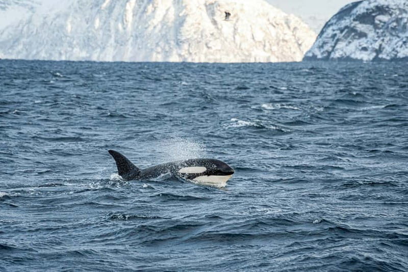 Tromsø: Whale Watching Tour by Hybrid-Electric Boat - Key Points