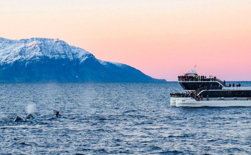 tromso-whale-watching-tour-by-hybrid-electric-catamaran