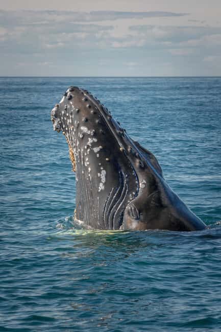 Tromsø: Whale Watching VIP Boat Tour with Lunch - The Itinerary: What to Expect