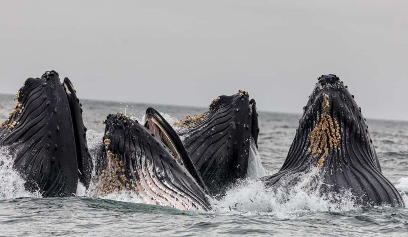 Tromsø: Whale Watching VIP Boat Tour with Lunch - Who Should Consider This Tour?