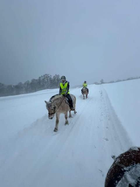 tromso-winter-horseback-riding-tour