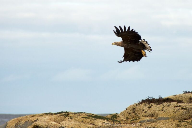 Tromsø: Winter Sea Kayaking Tour with Wildlife Sightings - An Inside Look at the Experience