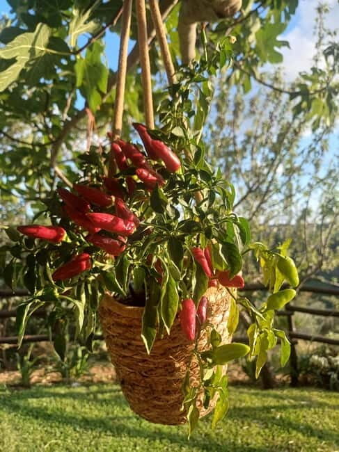 Tropea: Calabrian Cooking Class with Lunch - What to Expect from the Calabrian Cooking Class