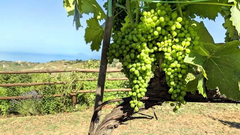 Tropea: Calabrian Cooking Class with Lunch - Final Thoughts
