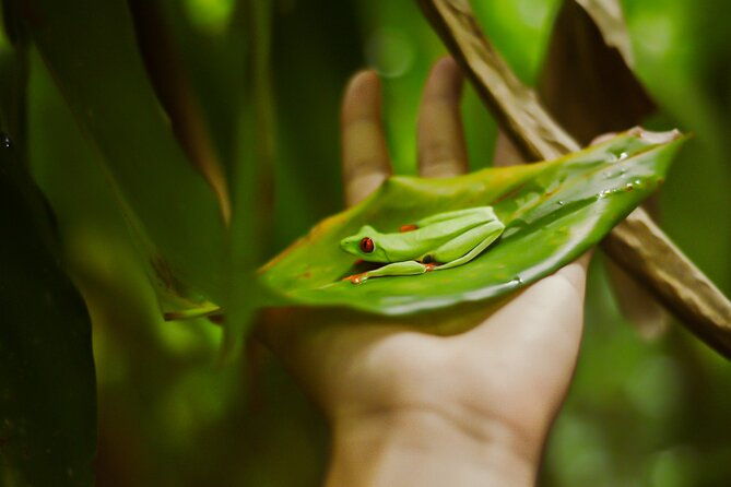 tropical-rainforest-hanging-bridges-and-jungle-sloths-sanctuary