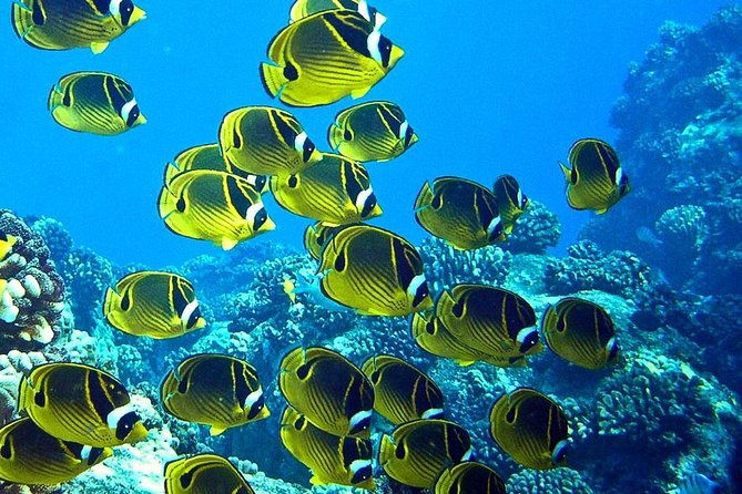 tropical-reef-wildlife-boat-snorkel-adventure