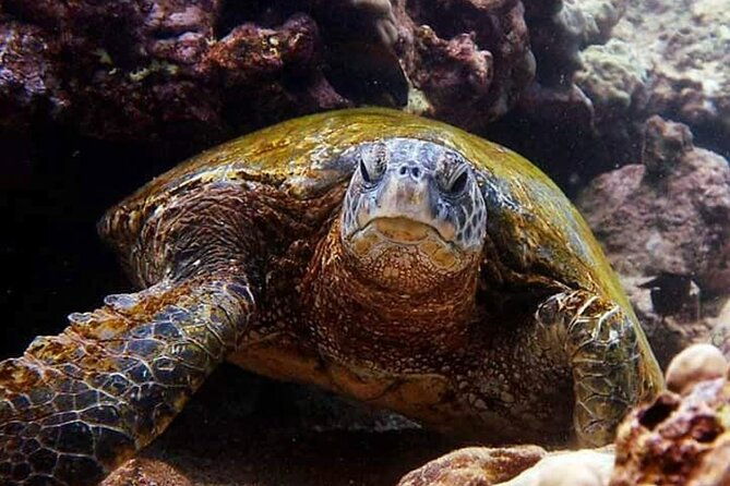 tropical-reef-wildlife-boat-snorkel-adventure