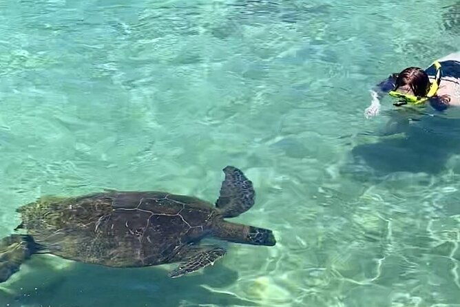 tropical-reef-wildlife-boat-snorkel-adventure