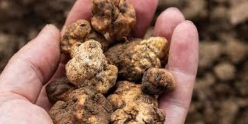 truffle-experience-from-naples-and-salerno