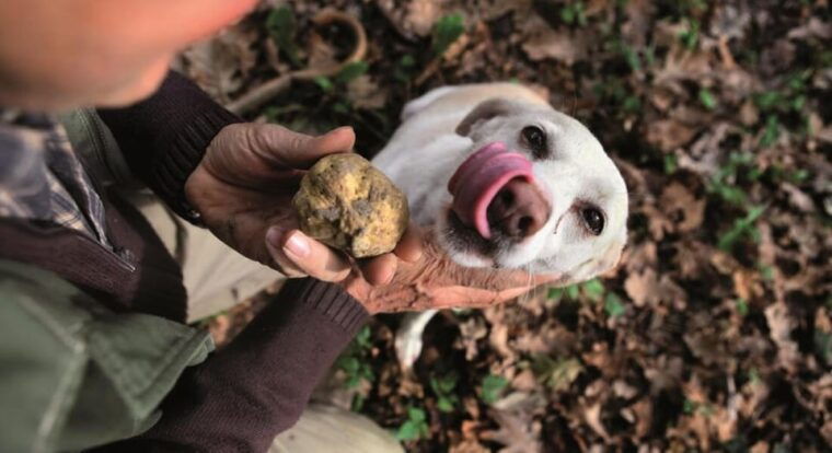 truffle-experience-from-naples-and-salerno