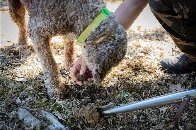 truffle-hunt-in-chianti-with-cooking-class-and-sunset-dinner