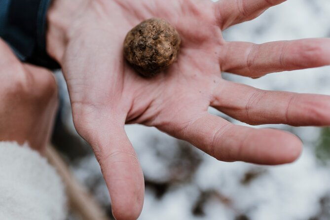 truffle-hunting-and-cheese-truffle-wine-tasting-near-alba