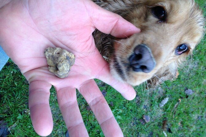 truffle-hunting-and-handmade-pasta-in-ascoli-piceno