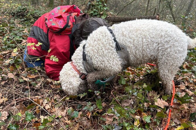 truffle-hunting-and-lunch-in-piedmont-trattoria