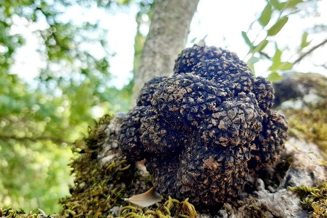 truffle-hunting-experience-in-assisi