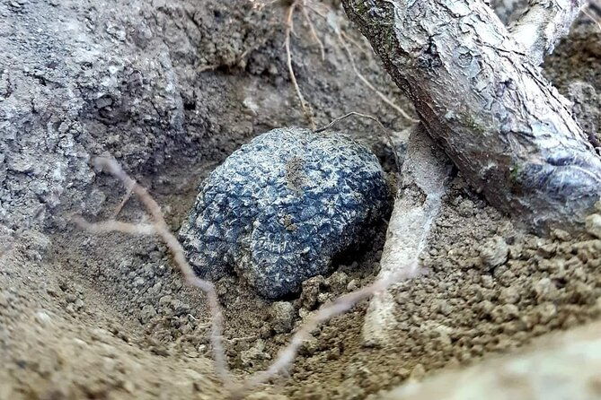 truffle-hunting-experience-in-assisi